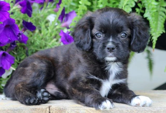 Sonny-Cavalier-Mix2.jpg