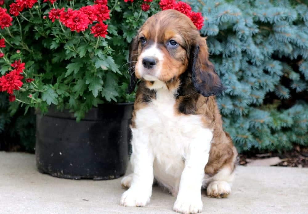 Sonny English Springer Spaniel Puppy For Sale Keystone Puppies