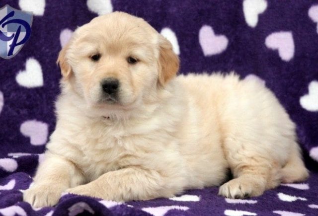 Sophia-Golden-Ret-Mix.jpg