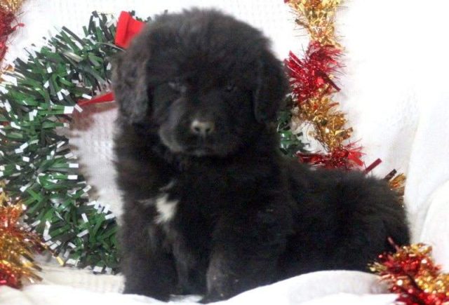 Sophia-Newfoundland-e1519229795576.jpg