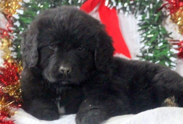 Sophia-Newfoundland2-e1519229789257.jpg