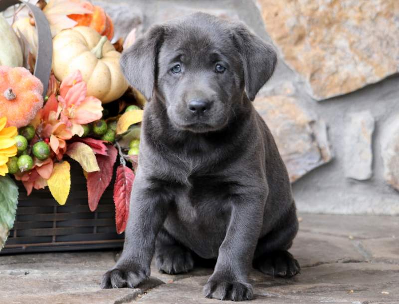 Sophie | Labrador Retriever - Charcoal Puppy For Sale ...