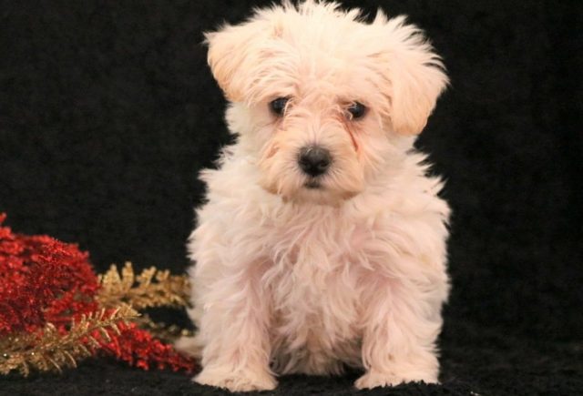 Sparkle-Westiepoo.jpg