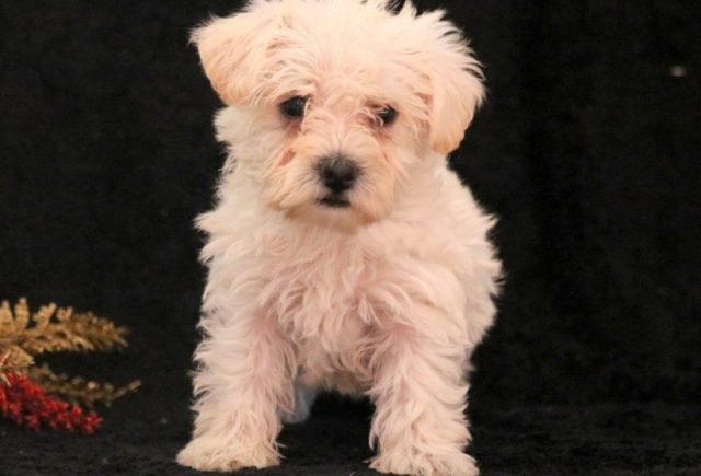 Sparkle-Westiepoo2.jpg