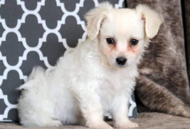 Special-Bichon.jpg
