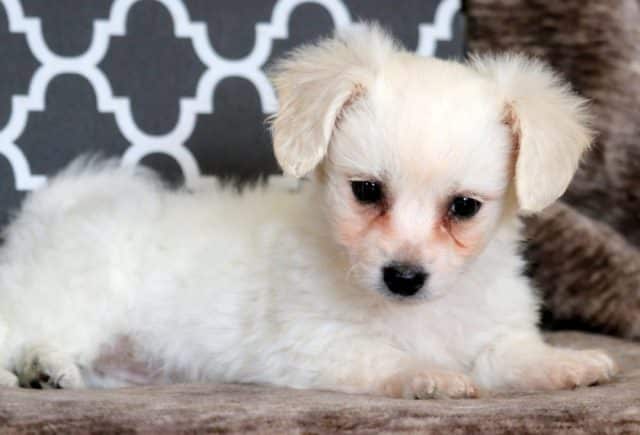 Special-Bichon2.jpg