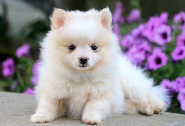 Special-Pomeranian.jpg