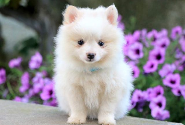 Special-Pomeranian2.jpg