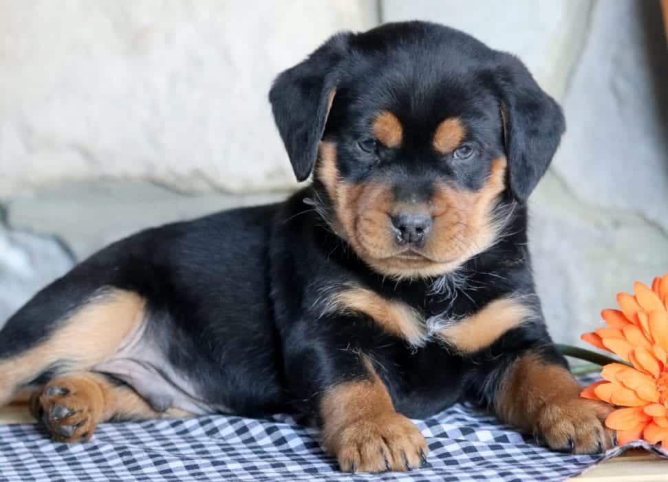 miniature rottweiler puppies