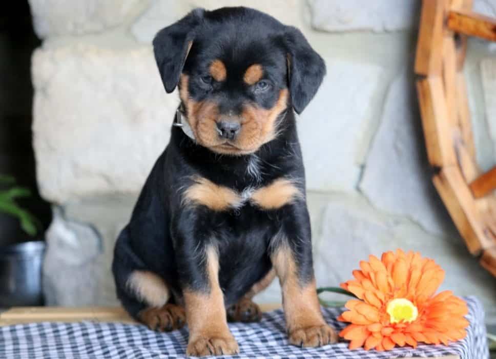 Mini Corgi Puppies For Sale >> Spike | Rottweiler - Miniature Puppy For Sale | Keystone Puppies Mini Corgi Puppies For Sale >> Spike | Rottweiler - Miniature Puppy For Sale | Keystone Puppies