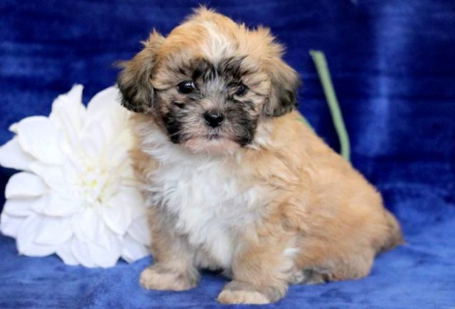 Spike-Shichon-1.jpg