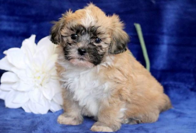 Spike-Shichon-2.jpg