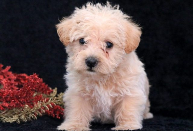 Spike-Westiepoo.jpg