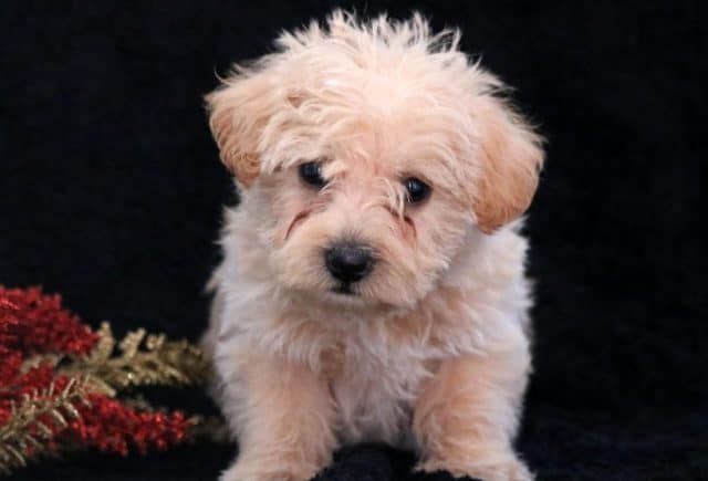 Spike-Westiepoo2.jpg