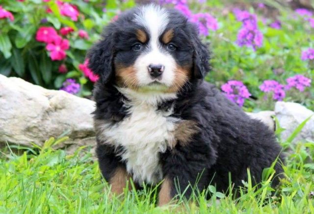Splash-Bernese-Mountain-Dog-e1519325204999.jpg