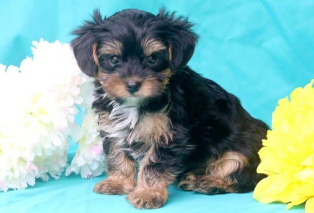 Sport-Yorkiepoo-1.jpg