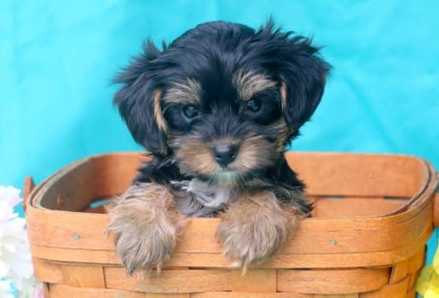 Sport-Yorkiepoo-2.jpg