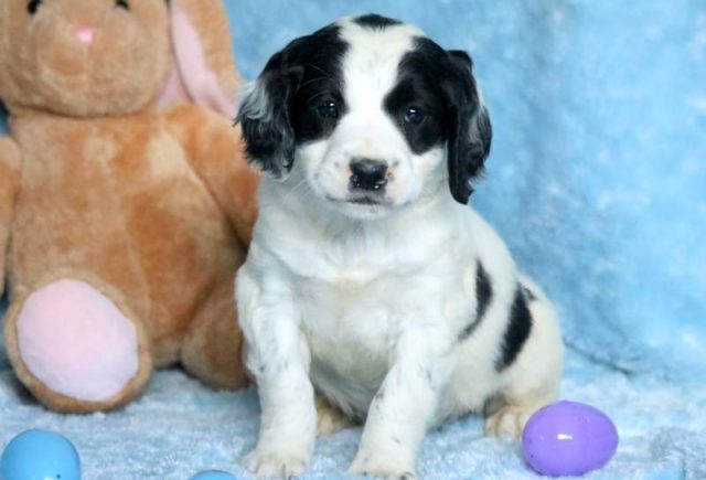 Springerdoodle puppies for sale