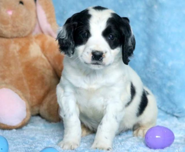 Springerdoodle puppies for sale