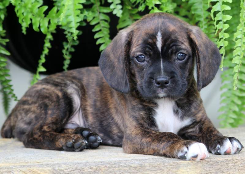 Stanley Cavalier Mix Puppy For Sale Keystone Puppies