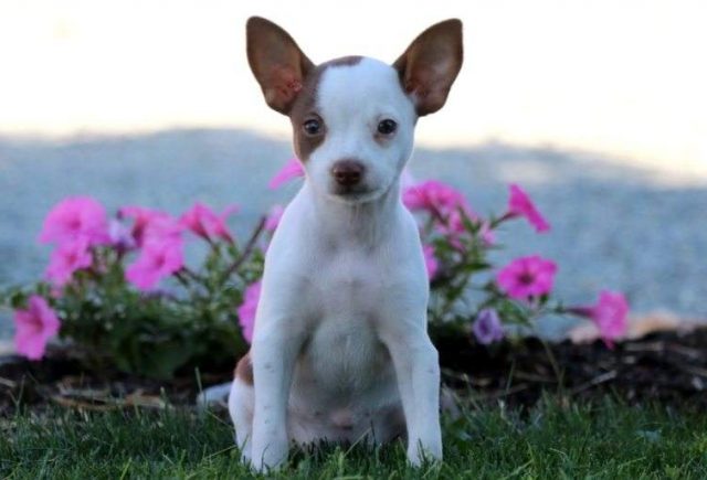 Star-Toy-Fox-Terrier-e1519078184419.jpg