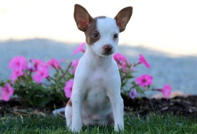 Star-Toy-Fox-Terrier2-e1519078208349.jpg