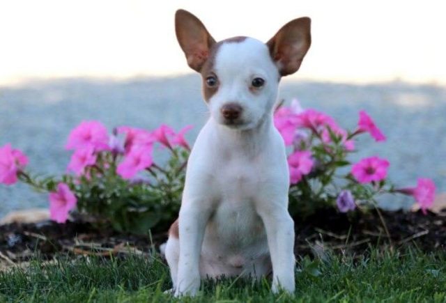 Star-Toy-Fox-Terrier3-e1519078195469.jpg