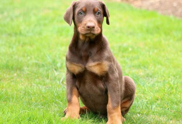 Stewie-Doberman-Pinscher.jpg