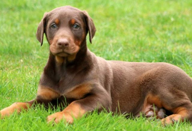 Stewie-Doberman-Pinscher2.jpg