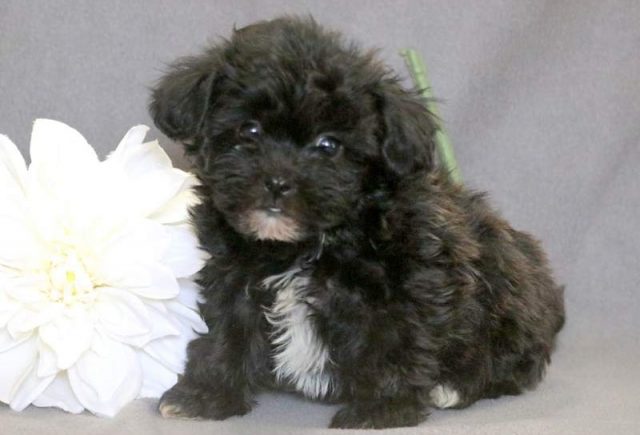 Stewie-Shichon-1.jpg