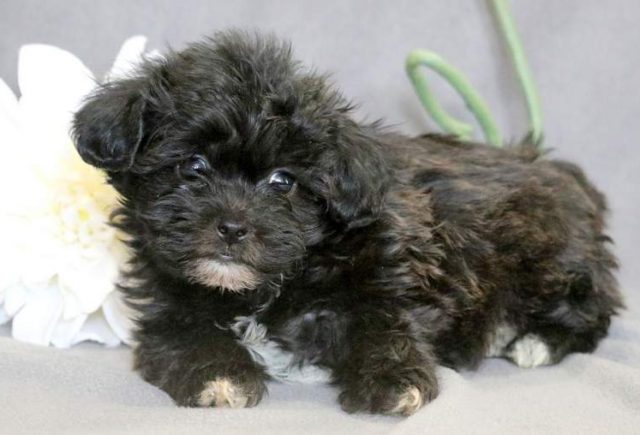 Stewie-Shichon-2.jpg