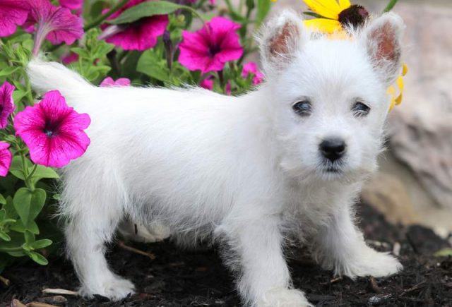 Stitch-Westie.jpg