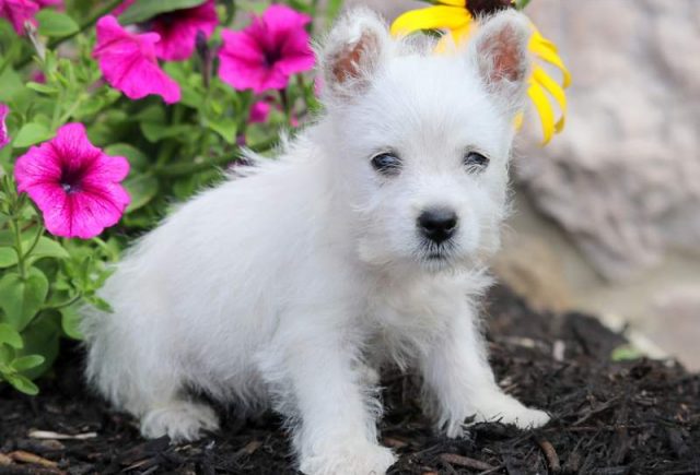 Stitch-Westie2.jpg