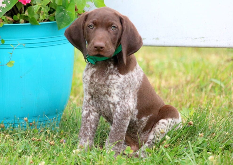 Stormy German Shorthaired Pointer Puppy For Sale Keystone Puppies