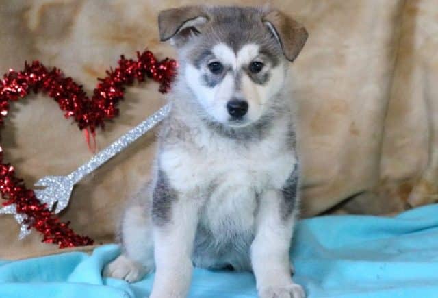 Sugar-German-Shepherd-Mix.jpg