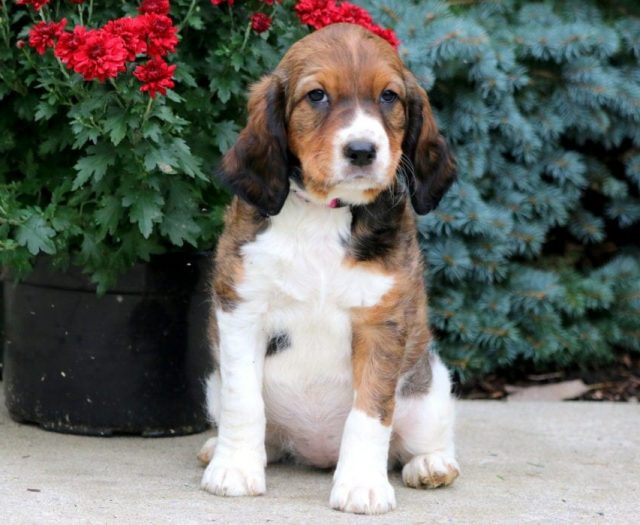 Sugar English Springer Spaniel Puppy For Sale Keystone Puppies