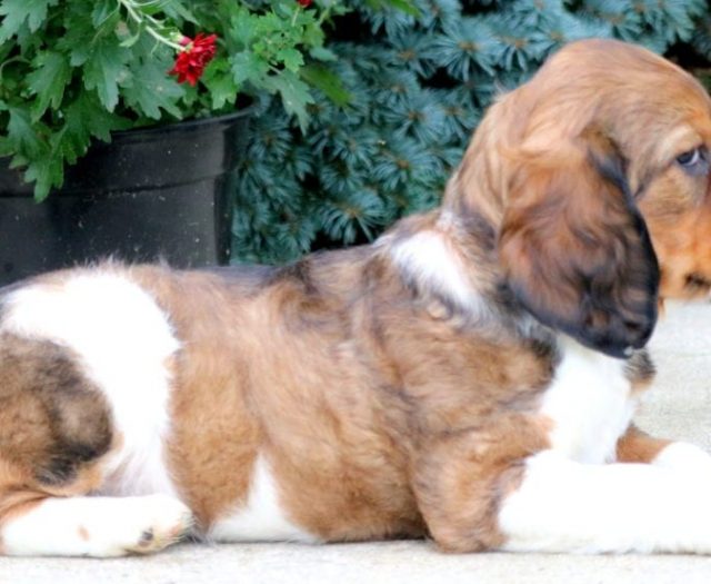 Sugar English Springer Spaniel Puppy For Sale Keystone Puppies