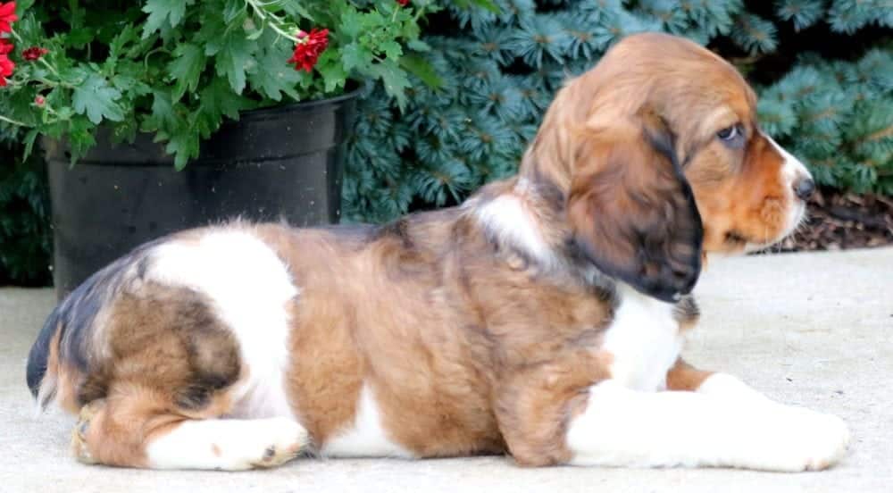 Sugar English Springer Spaniel Puppy For Sale Keystone Puppies