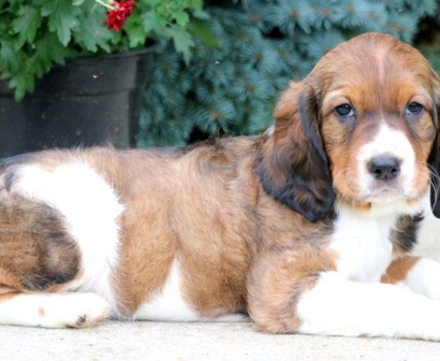 Sugar English Springer Spaniel Puppy For Sale Keystone Puppies