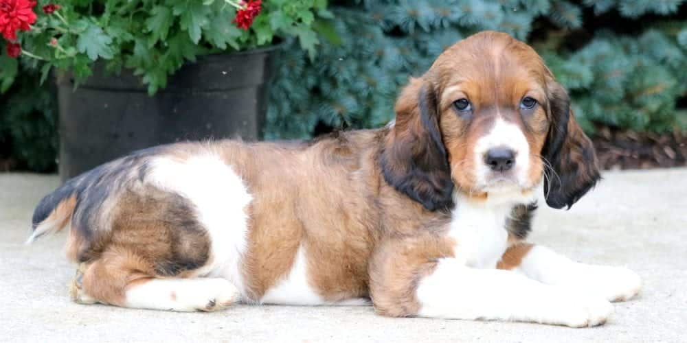Sugar English Springer Spaniel Puppy For Sale Keystone Puppies