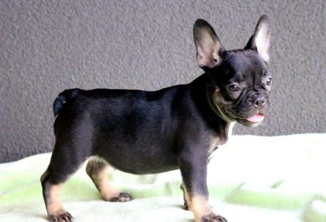 Summer-1-frenchie-e1519077670605.jpg