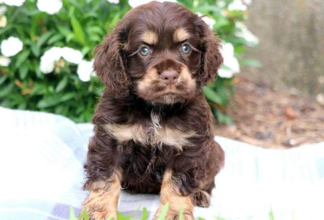 Summer-Cocker-Spaniel-e1519324886397.jpg