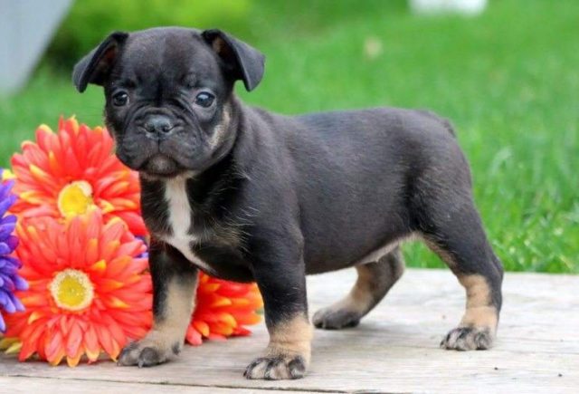 Summer-French-Bulldog-e1519066790957.jpg