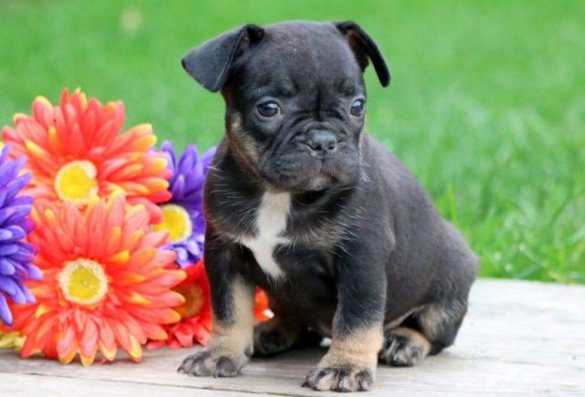 Summer-French-Bulldog2-e1519066800681.jpg