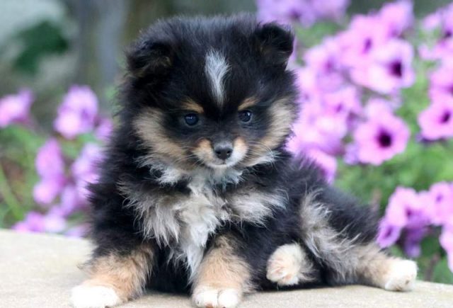 Summer-Pomeranian2.jpg