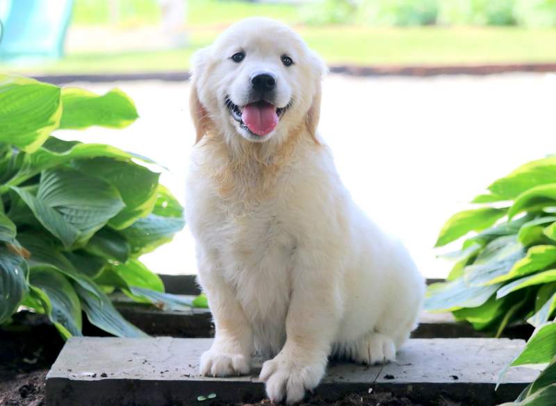 Sunshine Golden Retriever English Cream Puppy For Sale Keystone