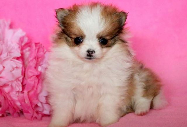 Sweetie-Pomeranian.jpg