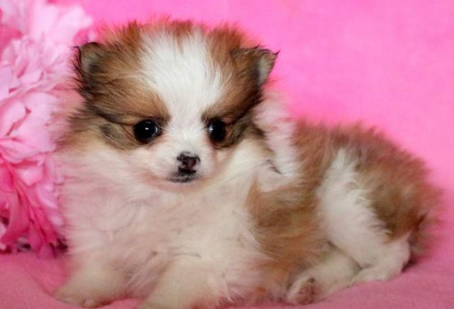Sweetie-Pomeranian2.jpg