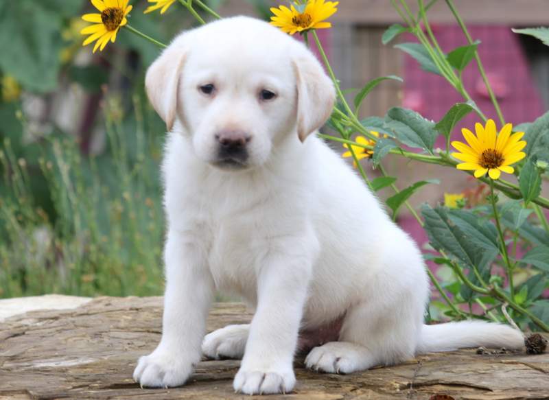 TJ | Labrador Retriever - English Cream Puppy For Sale ...