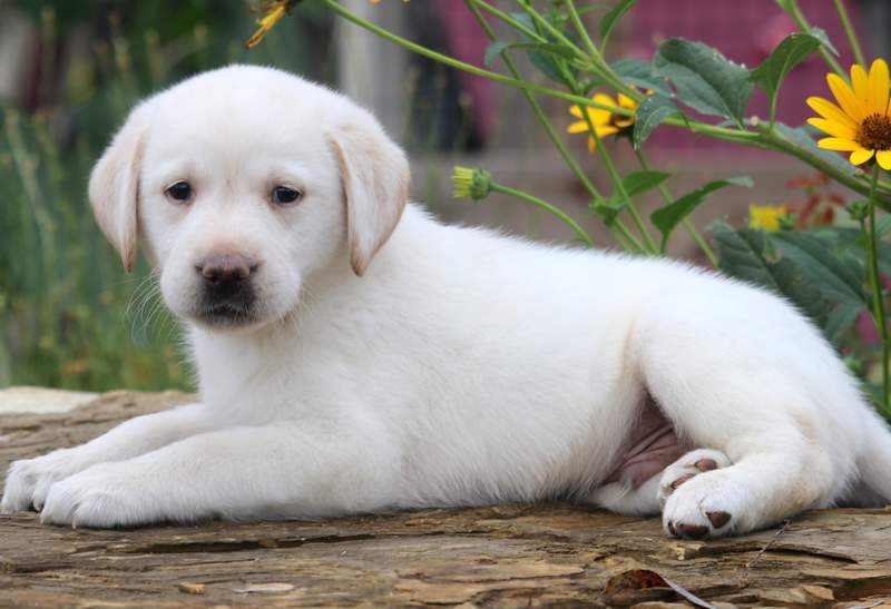 TJ | Labrador Retriever - English Cream Puppy For Sale ...